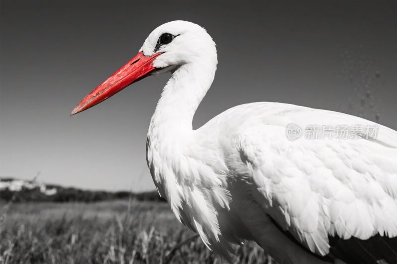 白鹳黑白特写