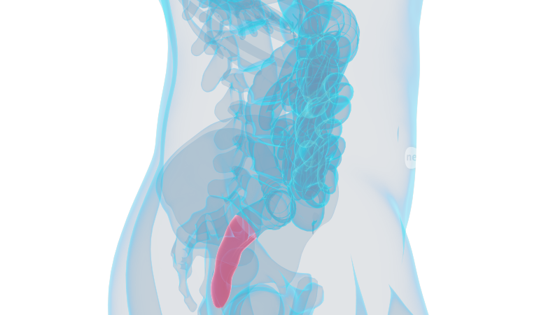 直肠 消化系统十二指肠大肠小肠大肠癌肠胃
