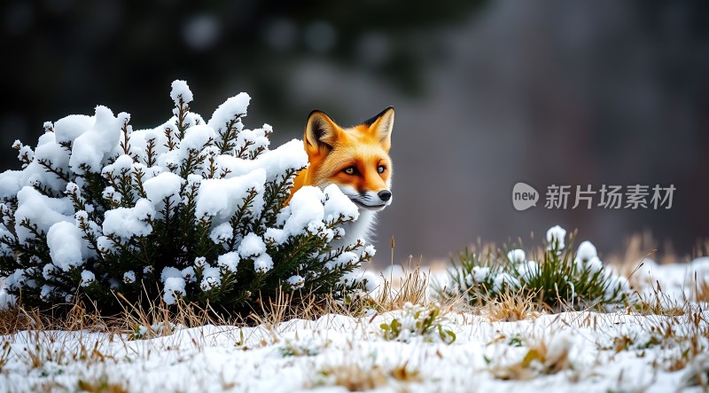 雪地红狐探出头