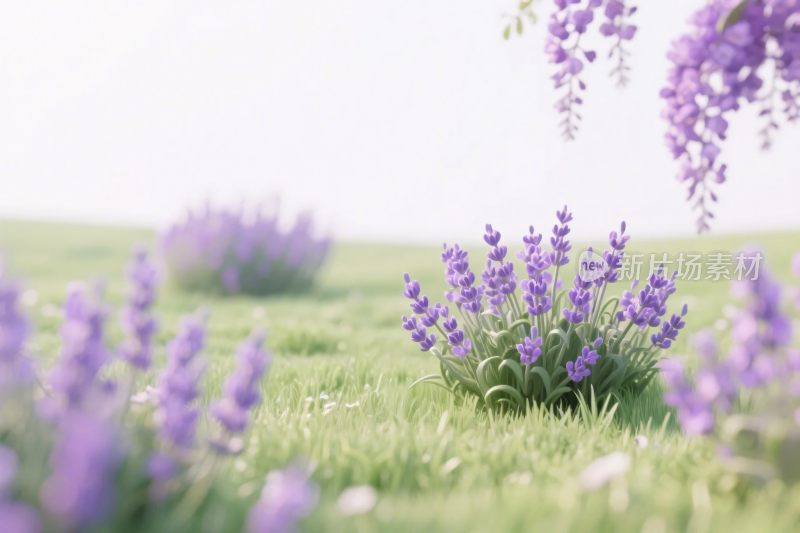 薰衣草自然花草风景