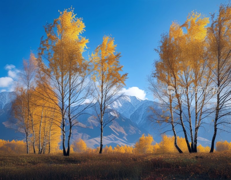 天山秋色白桦叶