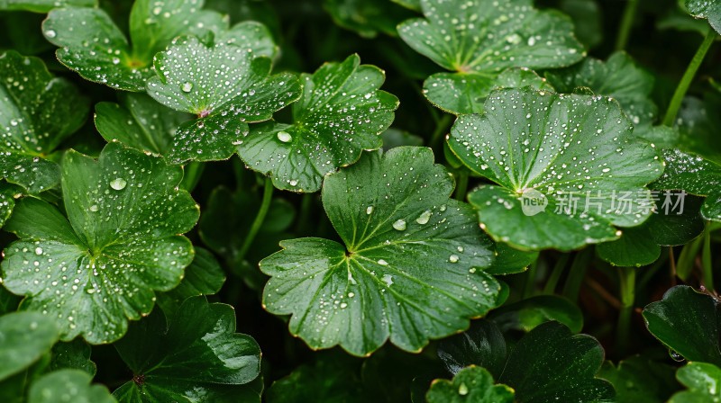 酢浆草叶上雨滴