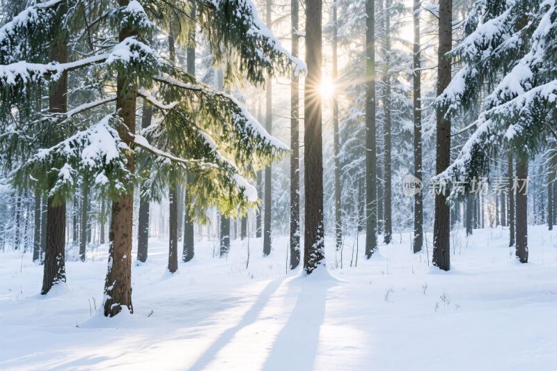 雪景森林冬日阳光