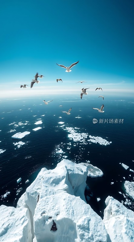 雪地飞翔的海鸥