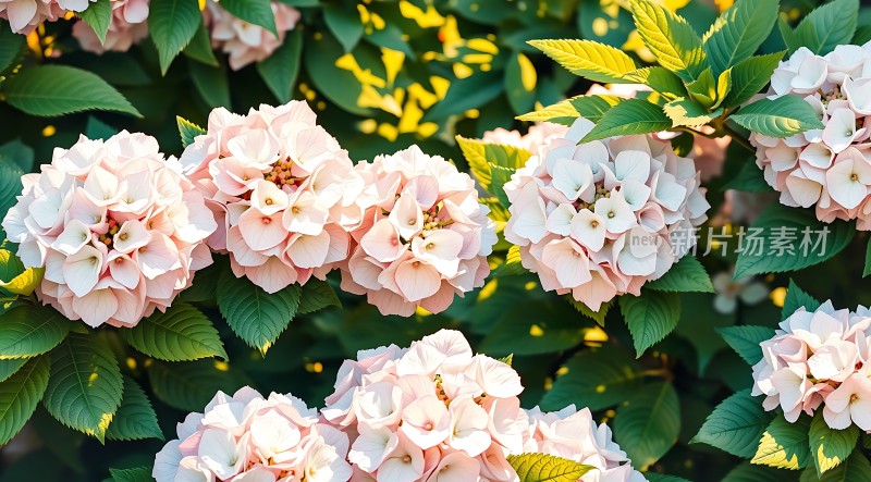 阳光下的粉色绣球花