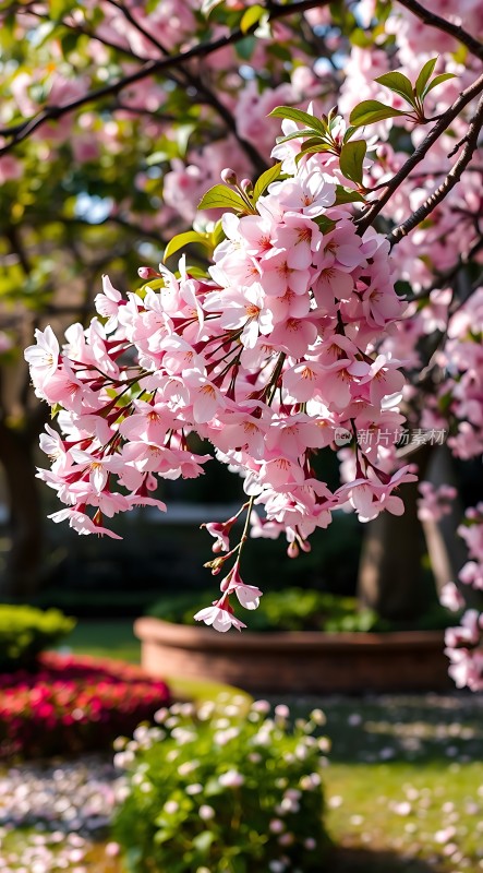 春日樱花烂漫时