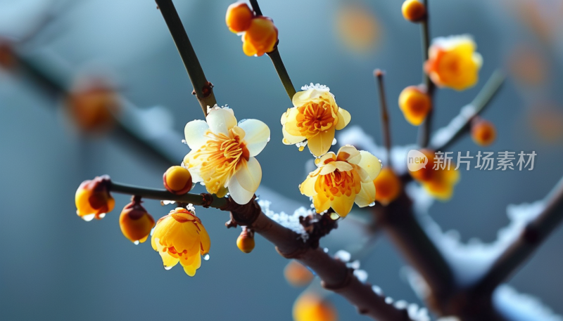 冬日里的花开雪中梅