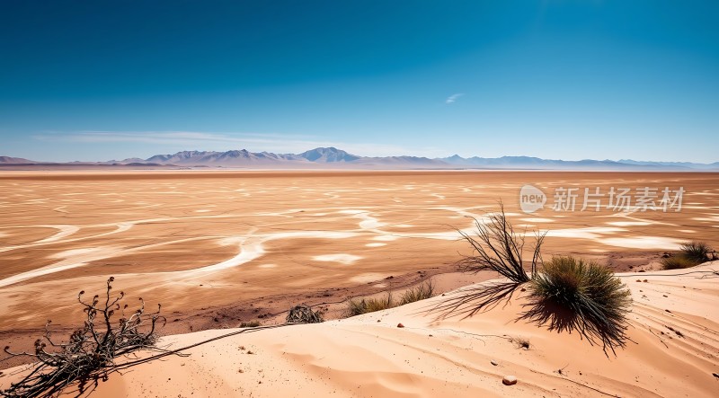 荒漠绿洲沙丘与生命之歌