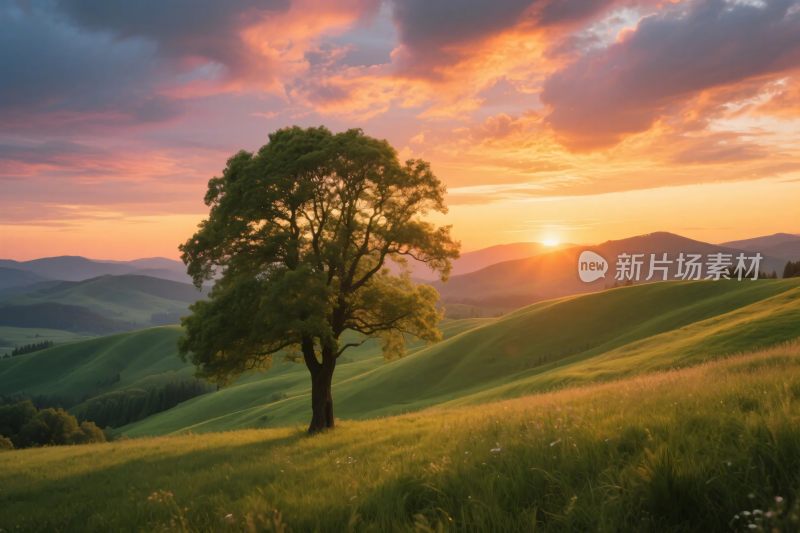 夕阳下的孤树风景