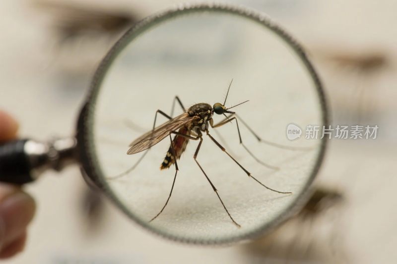 放大镜下的蚊子观察
