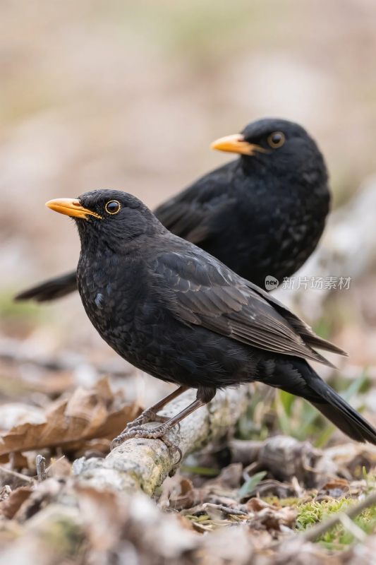 两只黑鸟栖息画面