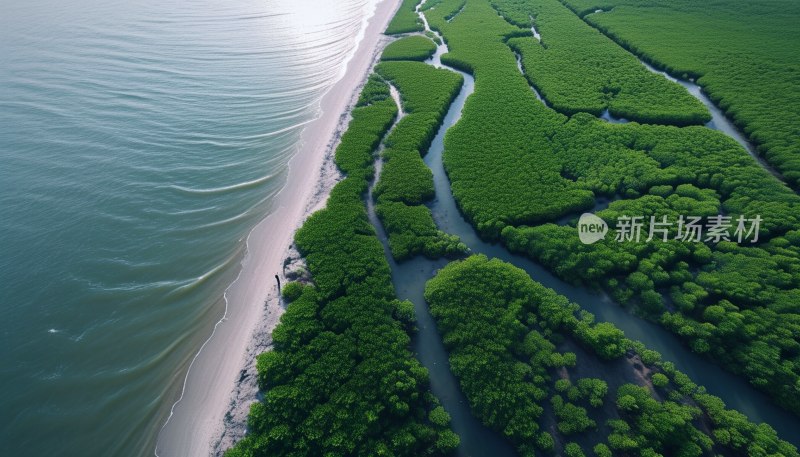 北海红树林美景