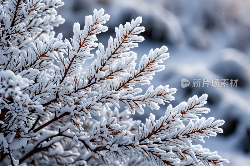 白雪衬托下冬日背景图片