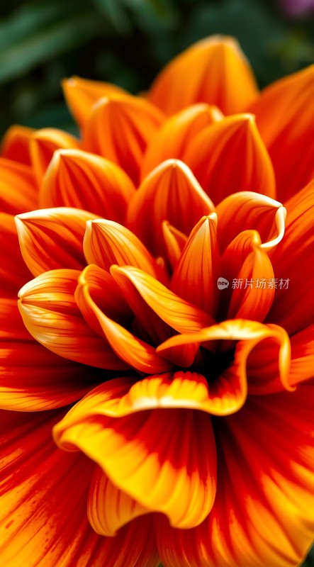 橙黄相间花瓣绽放色彩鲜艳夺目