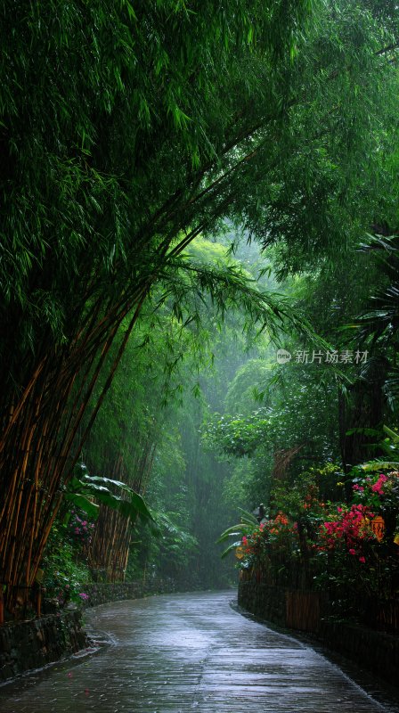 竹林间的湿润小道