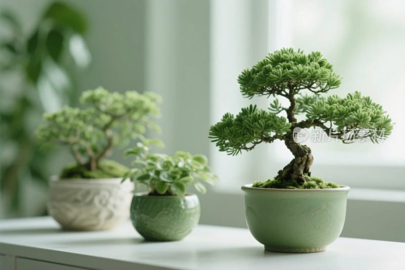 室内盆栽植物布置