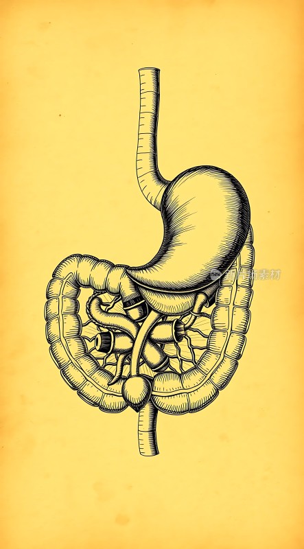 人体消化系统解剖图
