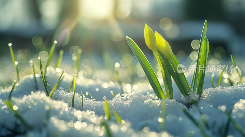 冬天雪地小草发芽