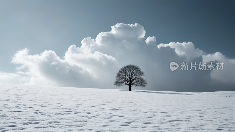 雪地里的一棵孤树高清风景图片