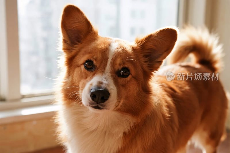 柯基犬近窗照片