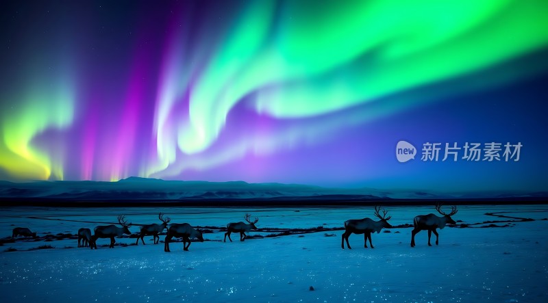极光下的麋鹿群