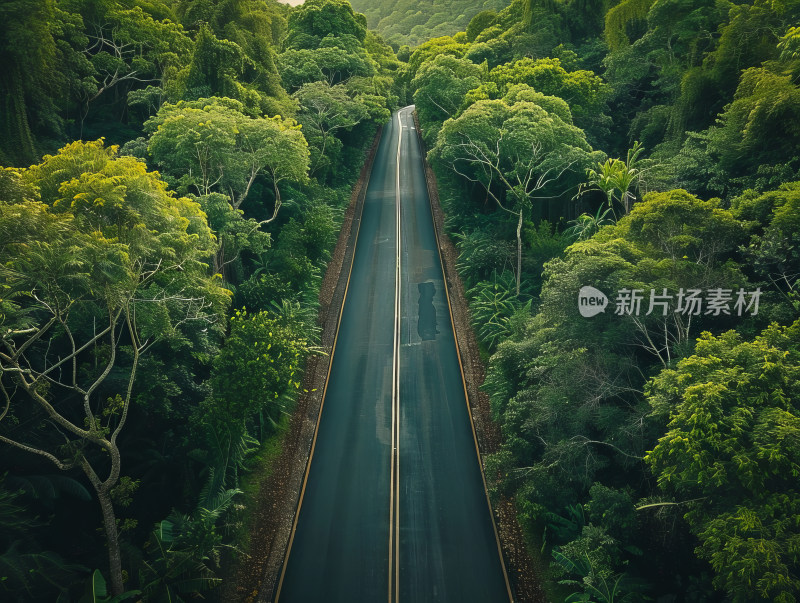 森林中的道路