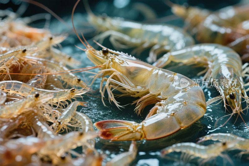 一堆鲜虾的特写画面