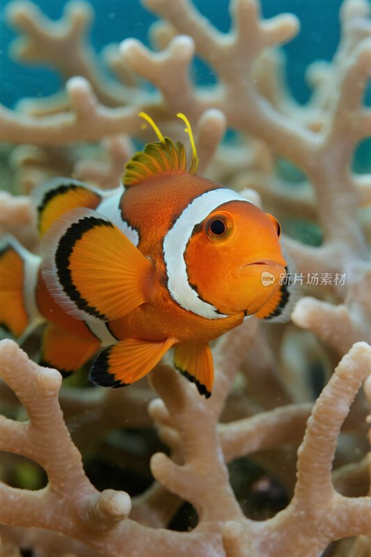 小丑鱼与珊瑚海洋
