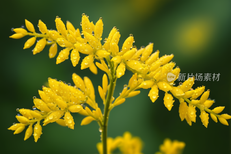 花园里开着黄色的花朵上面有水滴背景图片