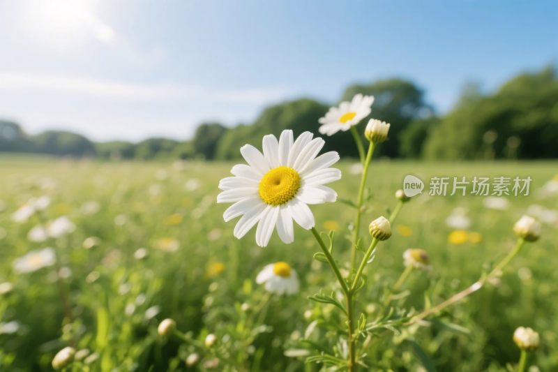 雏菊草地风光