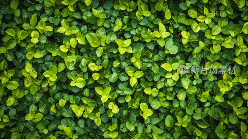 绿植植物背景