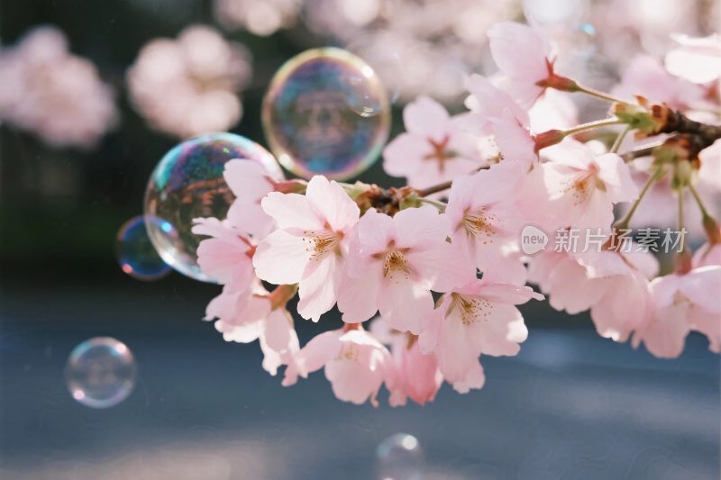 樱花泡泡春日插画