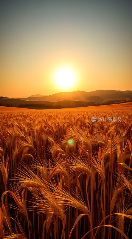 金色麦浪映夕阳
