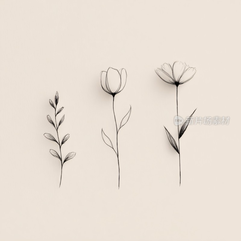 简约黑白花卉插画