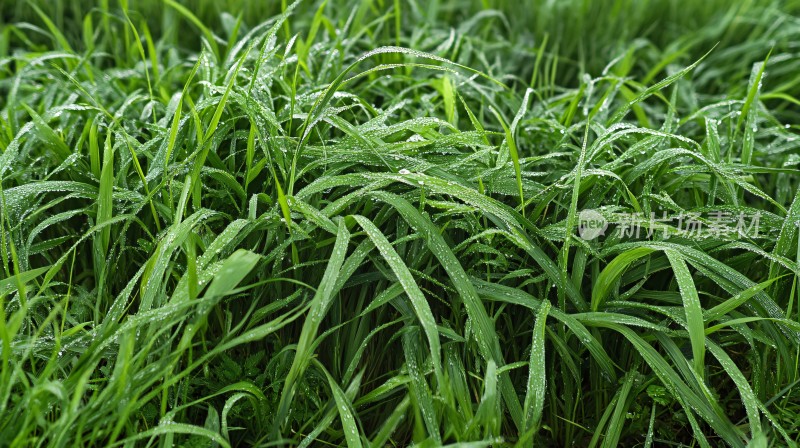 雨后青草