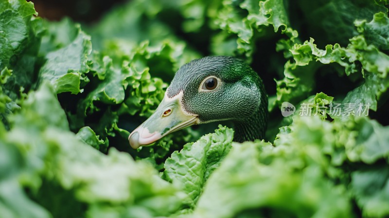 啄食青草青菜