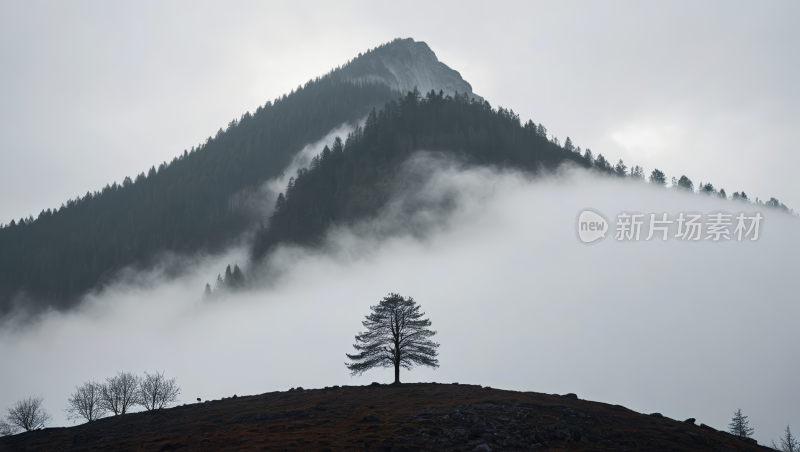 在山上用树一座山高清图片