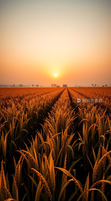 金色麦田日落时分