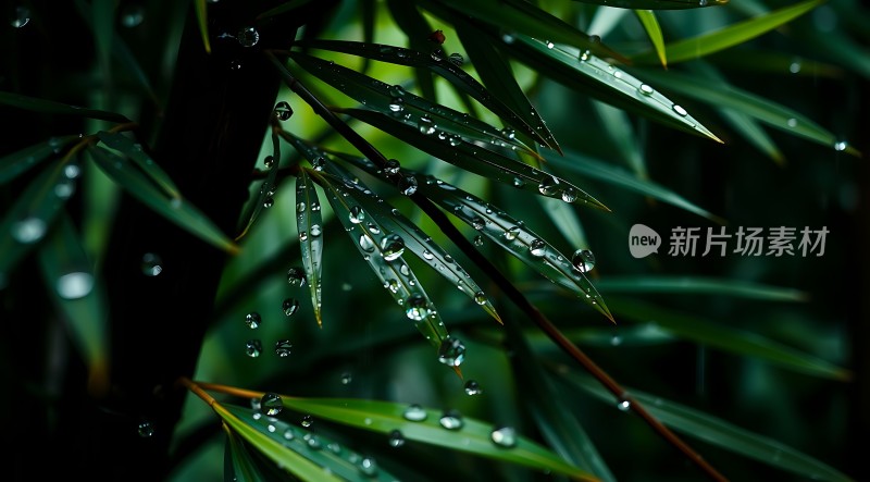 雨后竹叶上的露珠