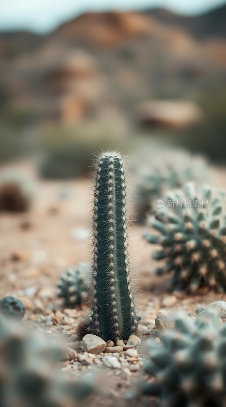 沙漠中的坚韧生命