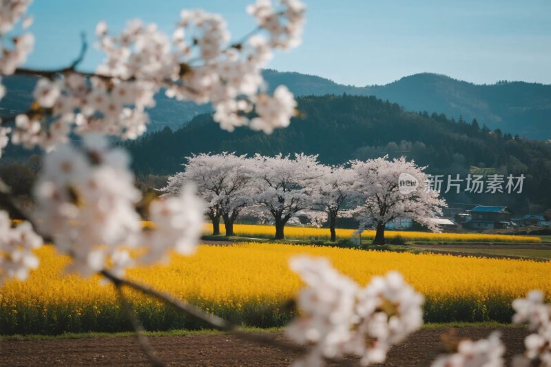 春日樱花田园风光