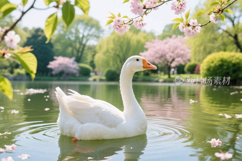 白鹅樱花湖景