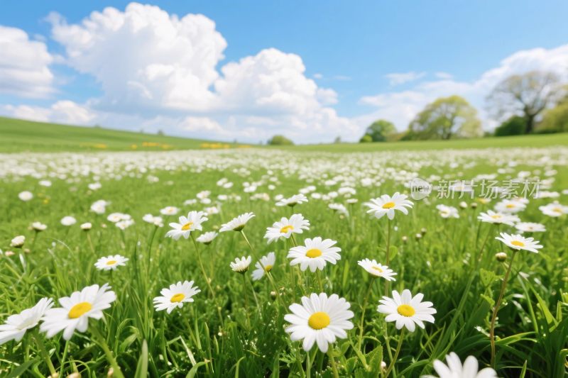 草地雏菊风景图