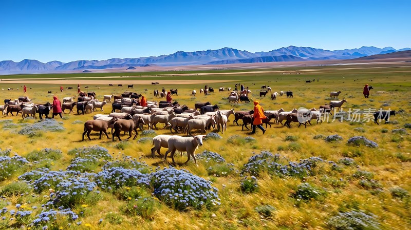 草原牧歌羊群与牧民和谐共舞