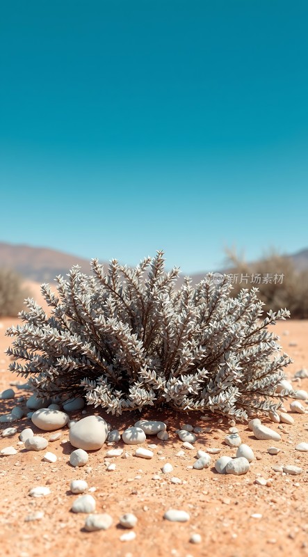 沙漠中的坚韧生命