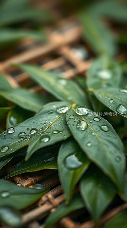 雨后竹叶上的露珠