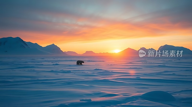 极地孤狼日落图