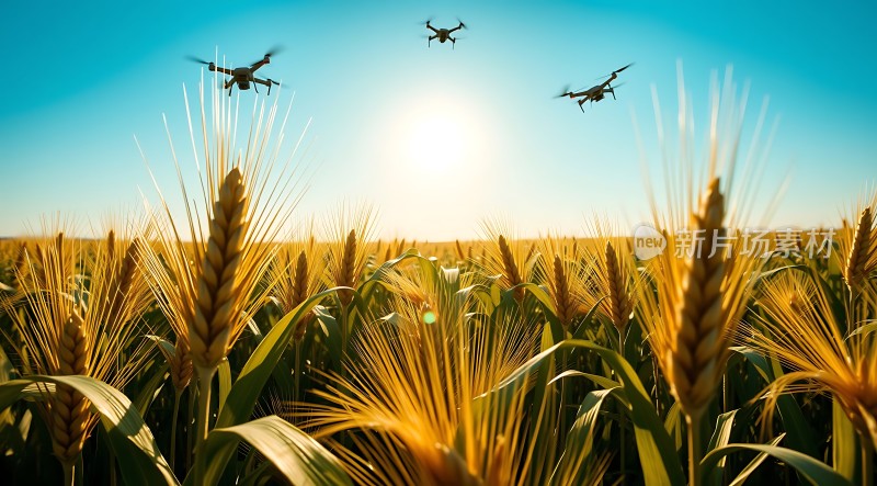 科技助力丰收无人机监测麦田