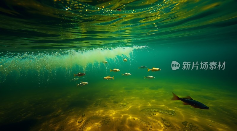 水下世界探秘鱼群与波光交织的奇幻之旅