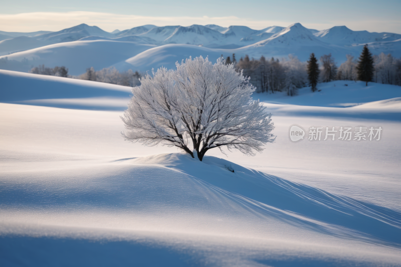 雪景雪中央一棵孤树高清风景图片